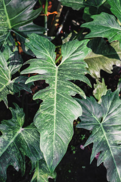 istock Philodendron Golden Dragon plant on nature background. 2148293686