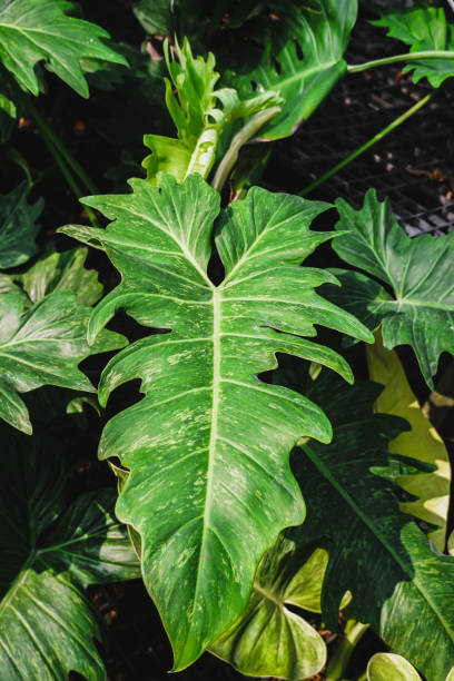istock Philodendron Golden Dragon plant on nature background. 2148293689