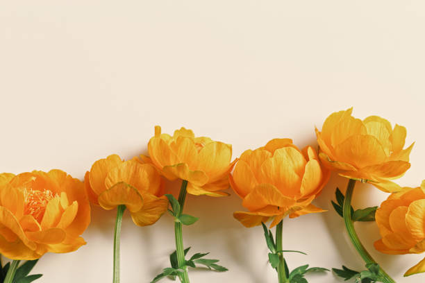 Minimal monochrome flowery background with orange colored delicate wild flowers peony on beige, copyspace, aesthetic floral design top view, natural blooming spring bloom, holiday card, nature poster