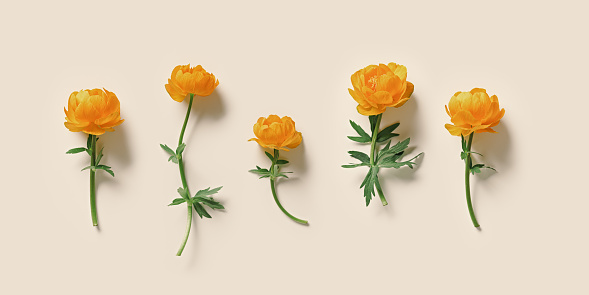 Yellow orange colored flowers Trollius or Globeflower as beige banner minimal flat lay, monochrome aesthetic botanical modern still life, set of natural blooming spring floret, top view pattern