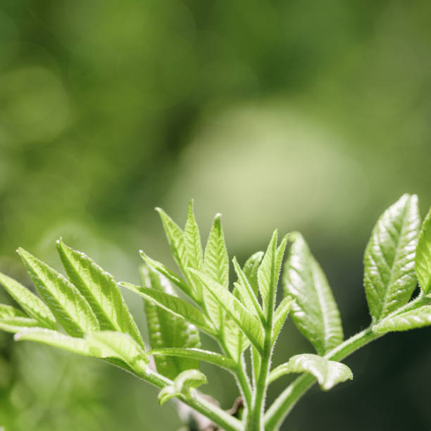 young green maple leaves at sunlight, green monochrome colored spring natural pattern, outdoors nature minimal scenery, new leaf growth, textured spring foliage, blurred backgrond with bokeh - maple leaf green outdoors - fotografias e filmes do acervo