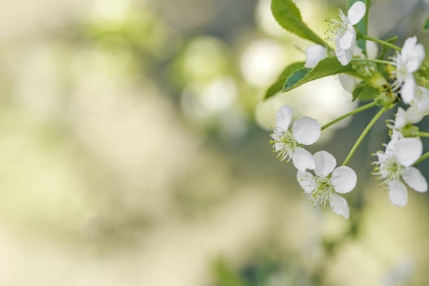 Apple blossom over nature blurred background, beautiful spring white flowers, empty space, delicate blooms on branch outdoors, soft focus, pale neutral colored photo, aesthetic minimal nature banner