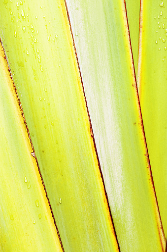 Yellow green banana palm leaf with Raindrops, textured leaves summer tropical plant as natural background. Aesthetic botanical biophilic texture, wild nature foliage scenery, selective focus, closeup
