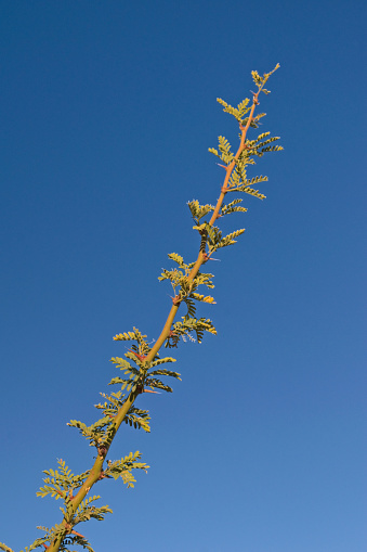Branch of Prosopis Campestris, a spiny bush native to the Andean region in Mendoza, Argentina.