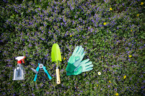 Gardening tools on meadow wildflowers. Home backyard garden equipment. Above flat lay. Copy space