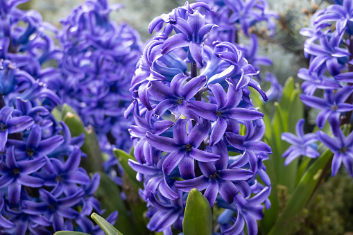 Blue Hyacinthus in the spring garden. A bulbous ornamental flowering plant. Flowers with a strong aroma.