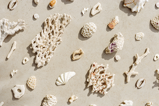 Assorted natural Seashells and corals at sunlight, summer nature still life from shell and coral pieces arranged on grey beige background, minimal style trend creative pattern, neutral color, top view