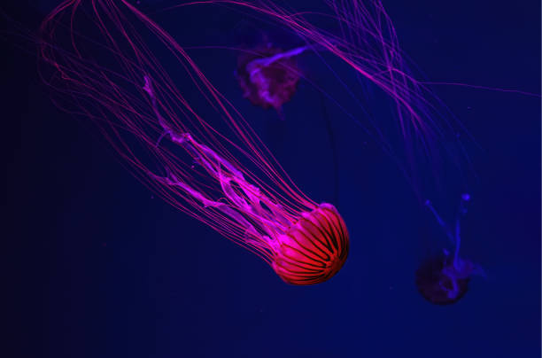 istock Fluorescent jellyfish swimming underwater aquarium pool with red neon light. 2148294788