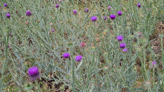 natural thorns, purple flowering thorn photos