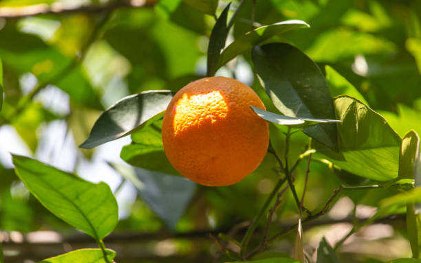 istock A ripe orange hangs on a tree branch. Nature 2148295039
