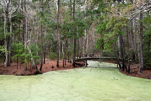 A Footbridge over pond filled with duckweed in Nags Head Wood Preserve