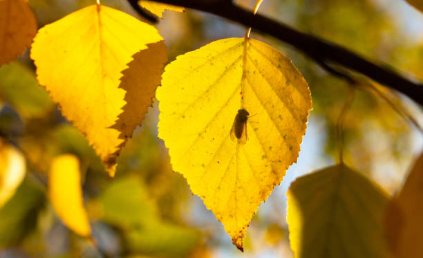 A fly sits on a golden autumn leaf of a tree.