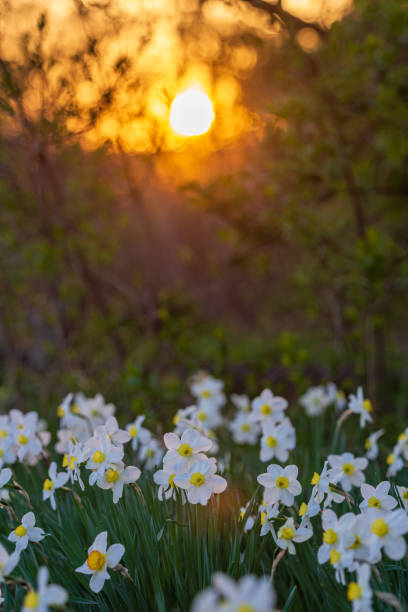 istock Narcissus flowerbed with evening sun disk on background 2148295630