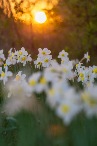istock Narcissus flowerbed with evening sun disk on background 2148295631
