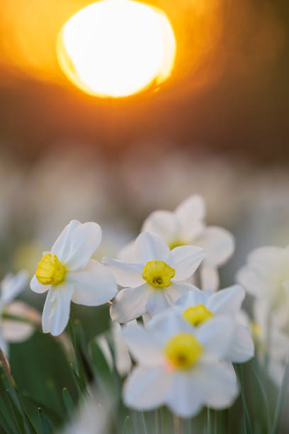 istock Narcissus flowerbed with evening sun disk on background 2148295636