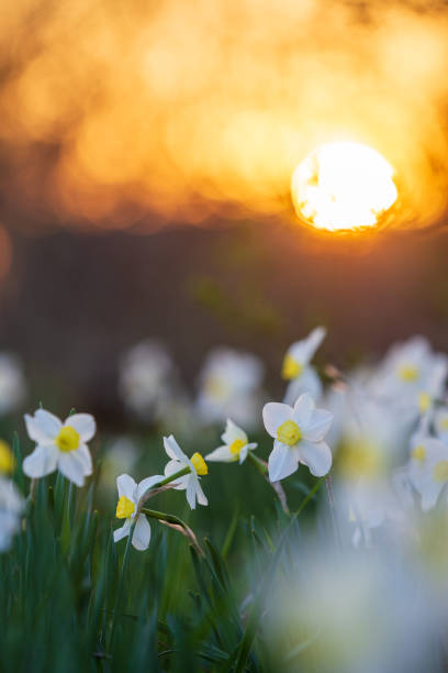 istock Narcissus flowerbed with evening sun disk on background 2148295637