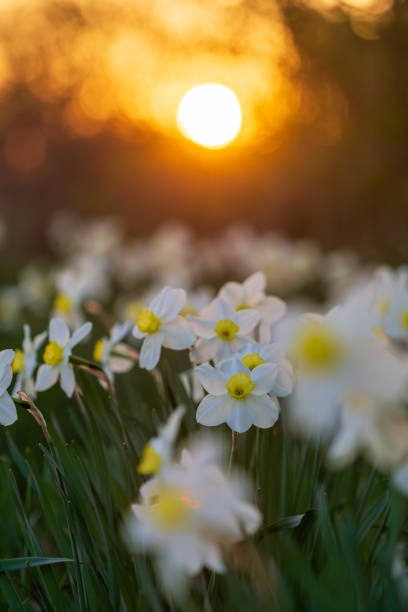 istock Narcissus flowerbed with evening sun disk on background 2148295638