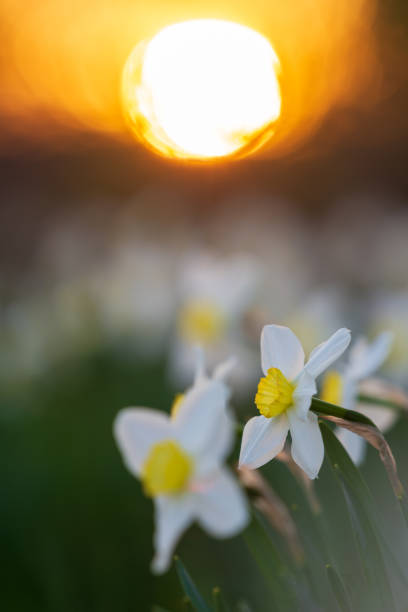 istock Narcissus flowerbed with evening sun disk on background 2148295639