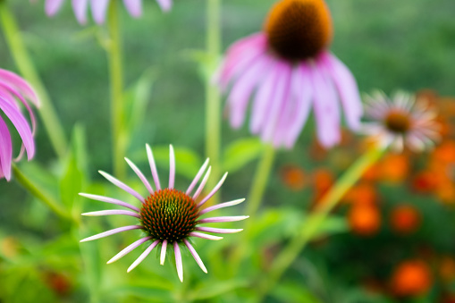 Echinacea purpurea flowers on green background for publication, design, poster, calendar, post, screensaver, wallpaper, postcard, banner, cover, website. High quality photography