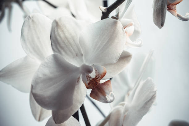 Blooming orchid on blurred light background, close-up. Phalaenopsis flowers for publication, design, poster, calendar, post, screensaver, wallpaper, postcard, banner, cover. High quality photo