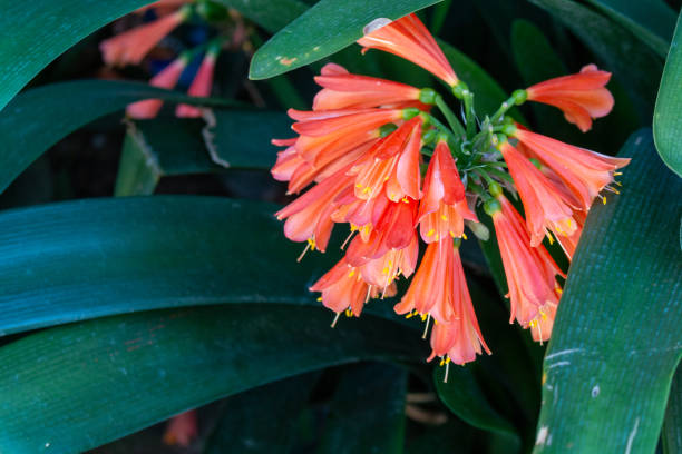 Also called or flamevine