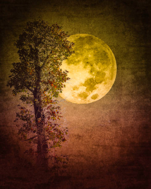 istock Fantasy Full Moon, Solitary Tree, Dark Spooky Night - Atmospheric Mood 2148296147