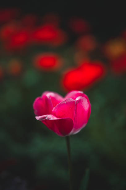 A row of blooming tulips in the park