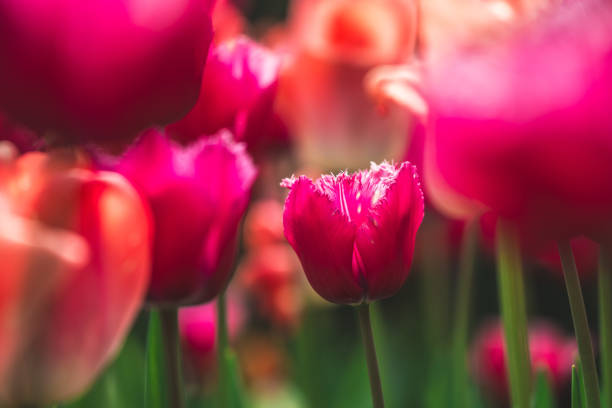 A row of blooming tulips in the park