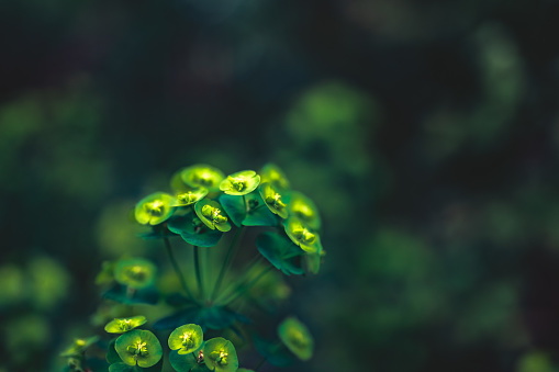 bunch of blooming cypress spurge( Euphorbia cyparissias) Close-up