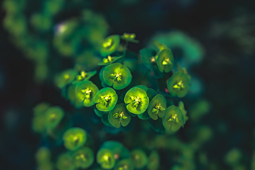 bunch of blooming cypress spurge( Euphorbia cyparissias) Close-up