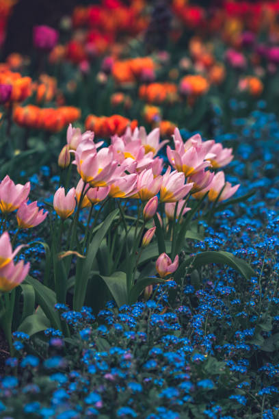 istock A row of blooming tulips in the park 2148296441