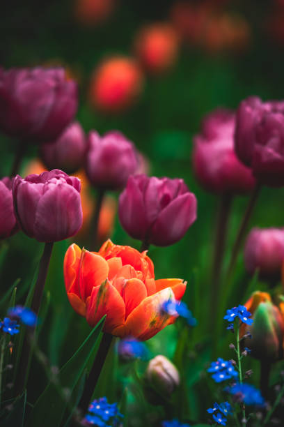 istock A row of blooming tulips in the park 2148296471