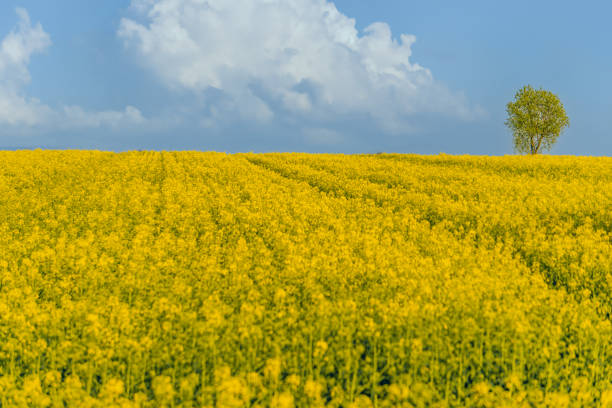 agricultural field with yellow rapeseed flowers, against a blue sky with white clouds, a bright spring landscape on a sunny day, a beautiful scene