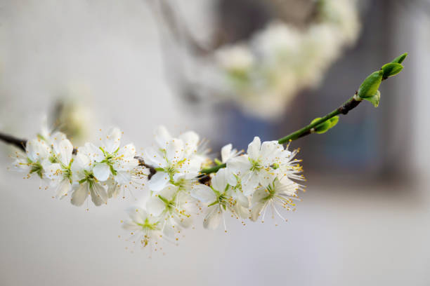 istock Bloooming apple flower on twig. 2148298217