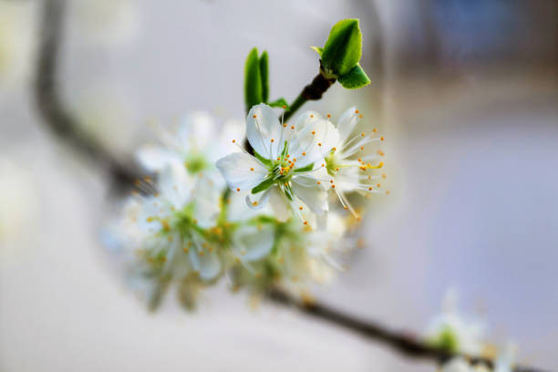 Blooming cherry flower on small twig before blurred window.