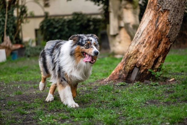 istock Australian shepherd dog on grass in garden.. 2148299325