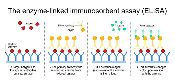 Enzyme-linked immunosorbent assay. The steps of A sandwich ELISA test for detect antigen. Immunoassay. Antibody detection. vector illustration isolated on white background.