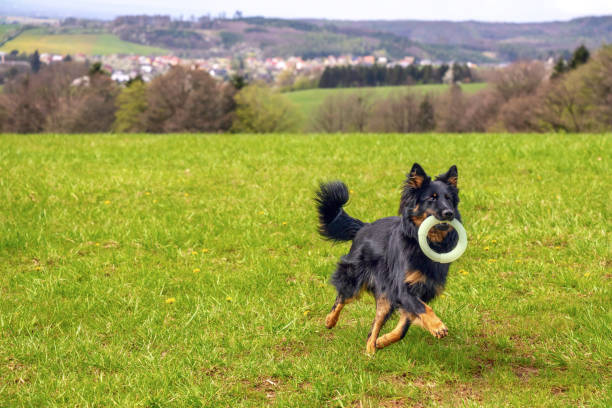10 months old Bohemian shepherd dog plays with puller on meadow.