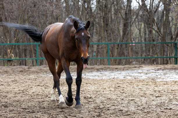 istock horse in the field 2148299833