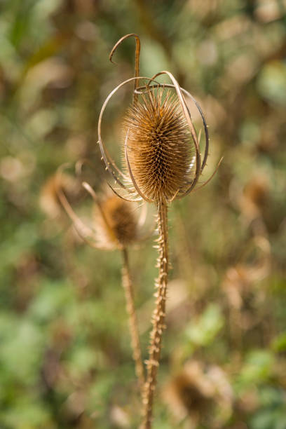 Close up of cutleaf teasel thistle with unfocused meadow behind. Selective focus. Vertical