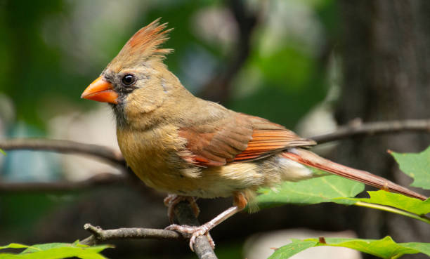 istock Northern Female Cardinal in Massachusetts 2148300080