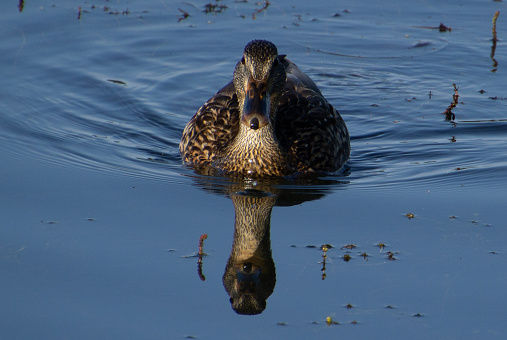 Duck reflection in the pond