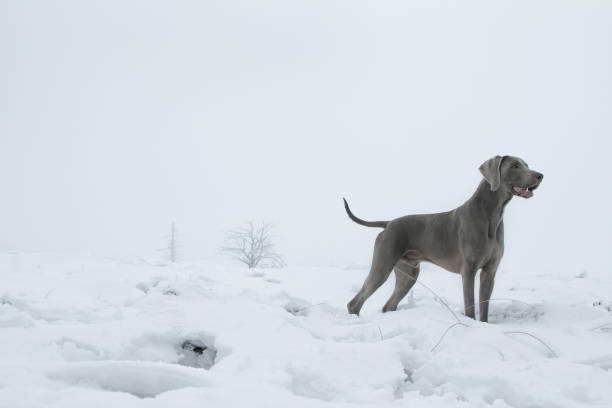 Free Stock Photo of Dog Standing in Snow in Front of Bush | Download ...