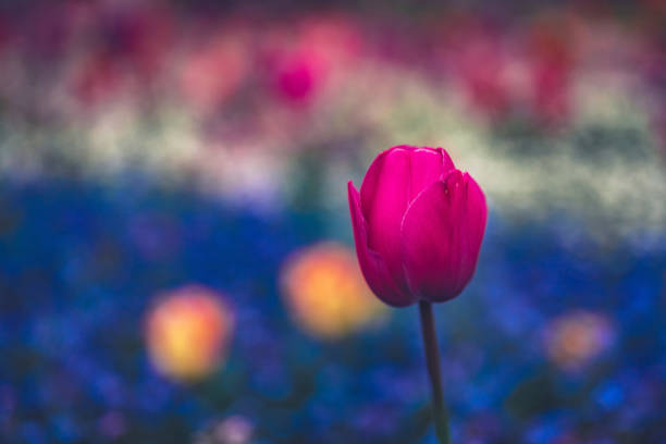 A blooming tulips in the park