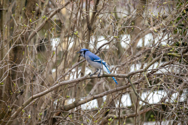 Blue Tit on a branch while looking around.