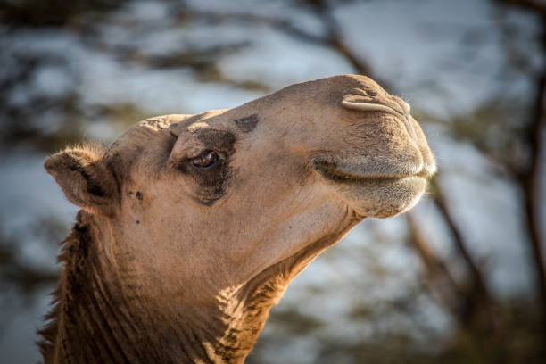 portrait of a camel head close-up against desert sand background