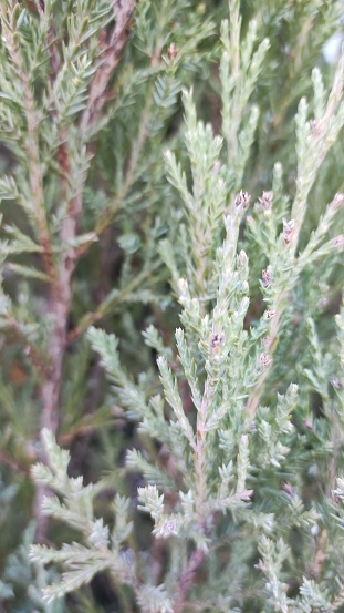 macro photography pine needles, natural green background, evergreen tree needles