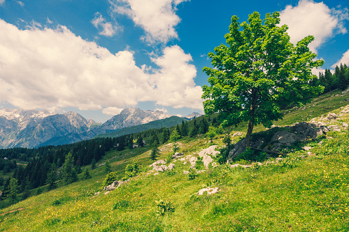 Alpine Meadows, Mountain Valley with Trees, Green Grass and Blue Sky with Clouds. Velika Planina, Slovenia