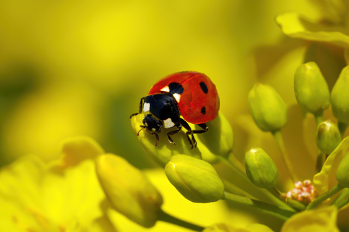 Seven-spot ladybird (Coccinella septempunctata) on the buds of a rapessed flower (Brassica napus) in spring