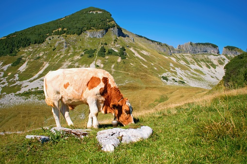 Cows grazing in meadow in the Swiss Alps, Stoos, Schwyz, Switzerland